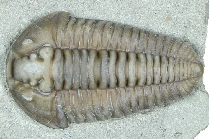 Prone Flexicalymene Trilobite - Mt Orab, Ohio #375317